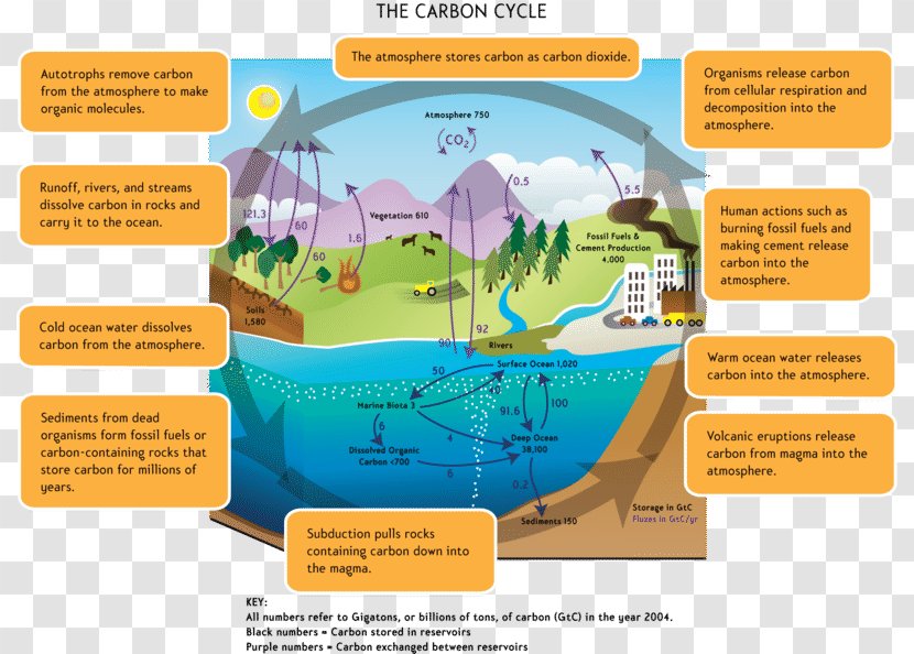 The Carbon Cycle Global Warming Greenhouse Effect Dioxide - Water Transparent PNG