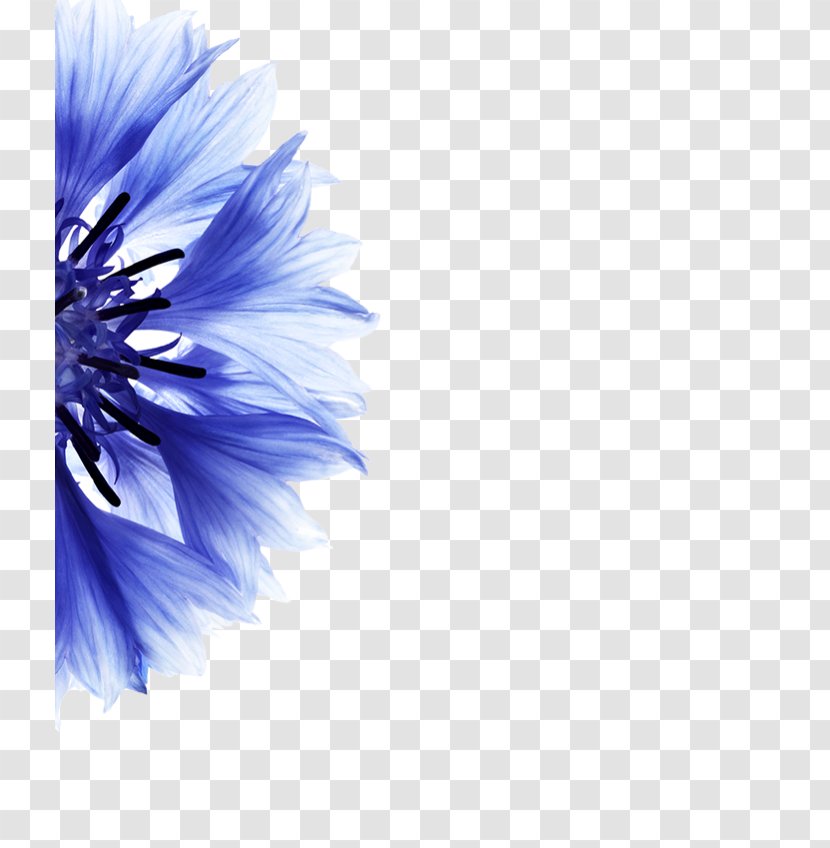 Cornflower Petal Blue Flower - Dieuesurmeuse Transparent PNG