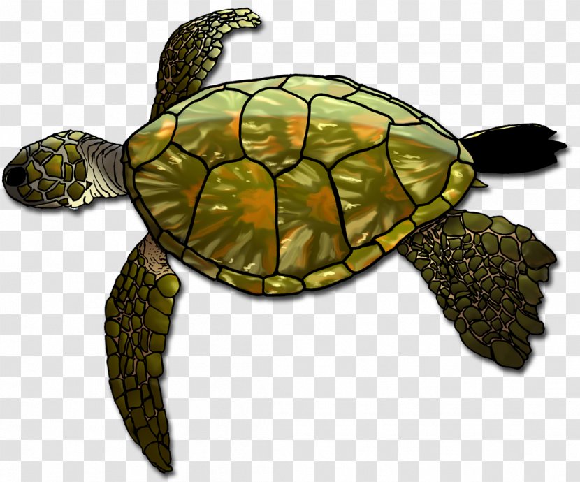Loggerhead Sea Turtle Box Turtles Tortoise Transparent PNG