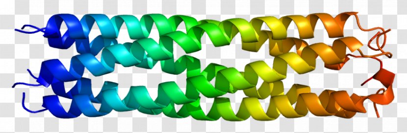 Cartilage Oligomeric Matrix Protein Extracellular Collagen - Tree - Animal Cell Growth Transparent PNG