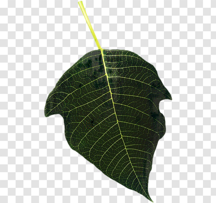 Tree Leaf - Plant - Anthurium Transparent PNG