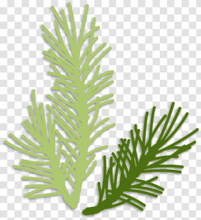 Black And White Flower - Fir - Cypress Family Transparent PNG
