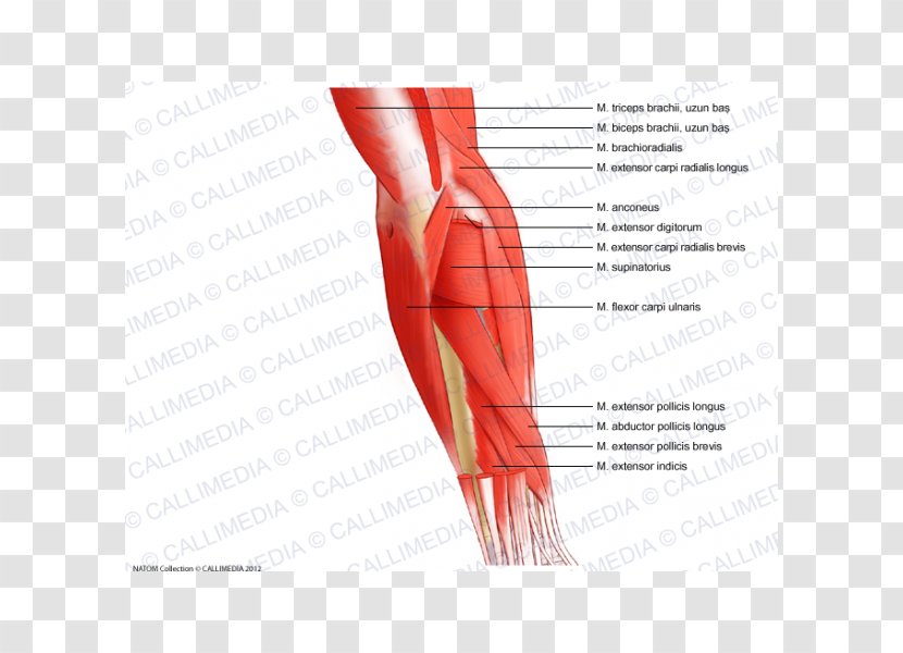 Thumb Elbow Muscle Forearm Anatomy - Cartoon - Arm Transparent PNG