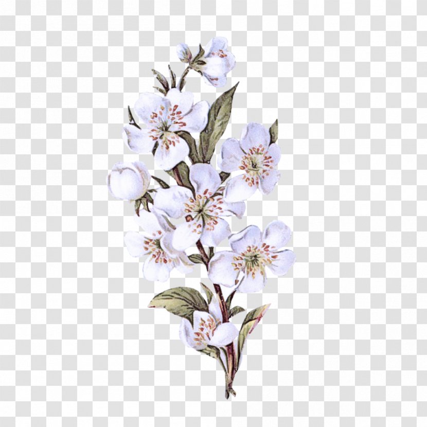 Cherry Blossom - Branch - Magnolia Twig Transparent PNG
