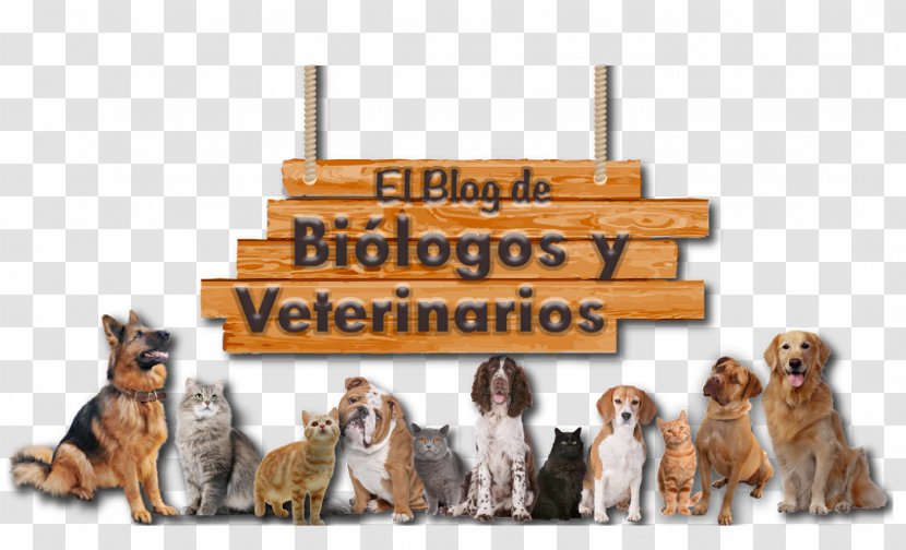Dog Breed Puppy Veterinary Medicine Pet Transparent PNG