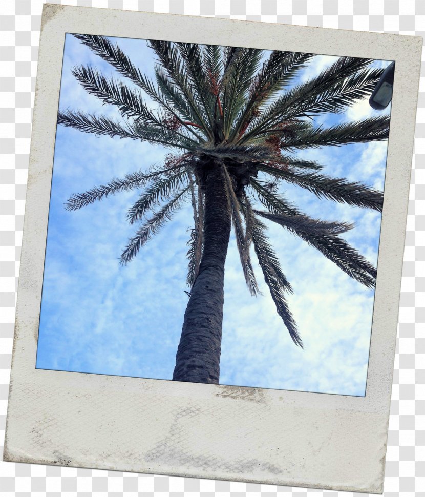 Date Palm Picture Frames Microsoft Azure Arecaceae Sky Plc - Wrap Up Sun Cream Transparent PNG