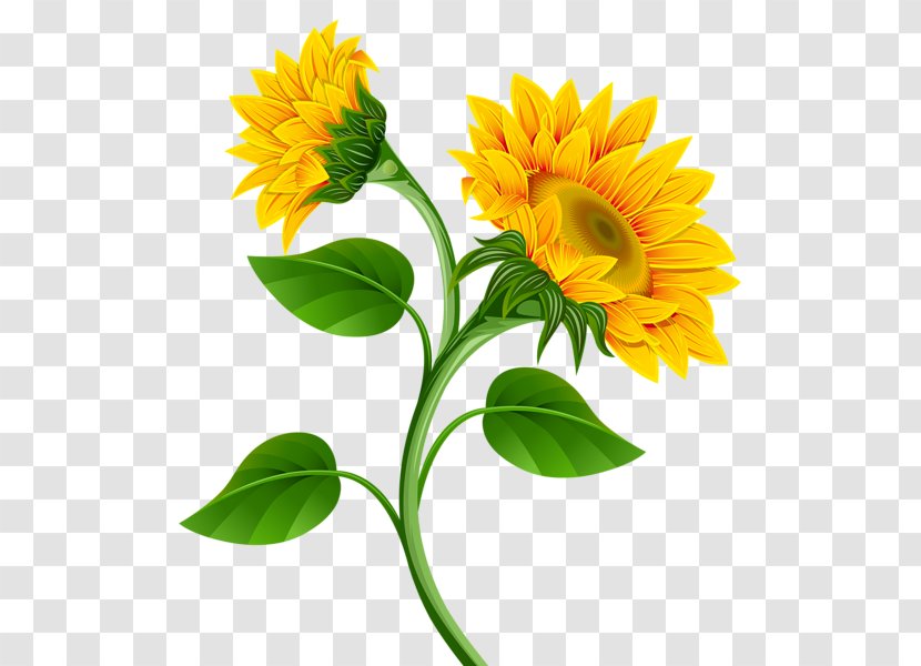 Common Sunflower Clip Art - Petal - Sunflowers Transparent PNG