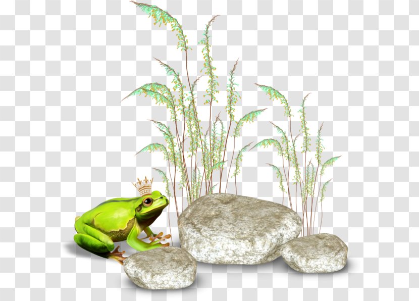 Clip Art - Organism - Stone Frog Transparent PNG