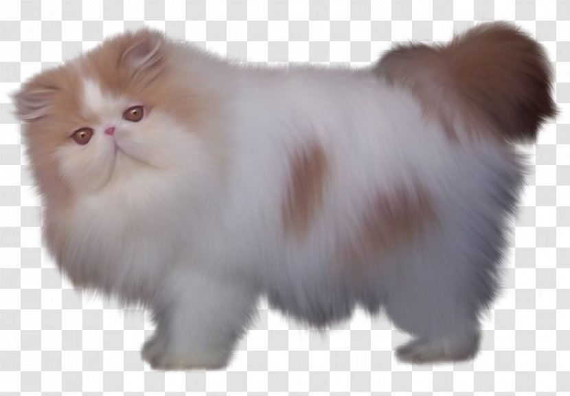 Persian Cat British Semi-longhair Minuet Turkish Angora Siamese - Like Mammal - Vector Floral Material Transparent PNG