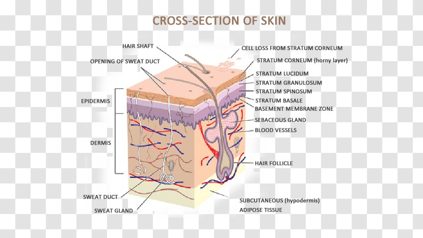 Human Skin Anatomy The And Common Disorders Body - Silhouette - Cross Section Of Tree Transparent PNG