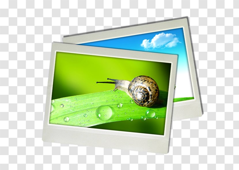 Paper Orthogastropoda - Picture Frame - Snail Photo Transparent PNG