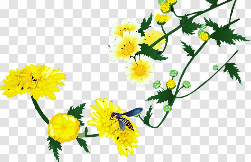 Roman Chamomile Floral Design Chrysanthemum Cut Flowers - Spring Transparent PNG