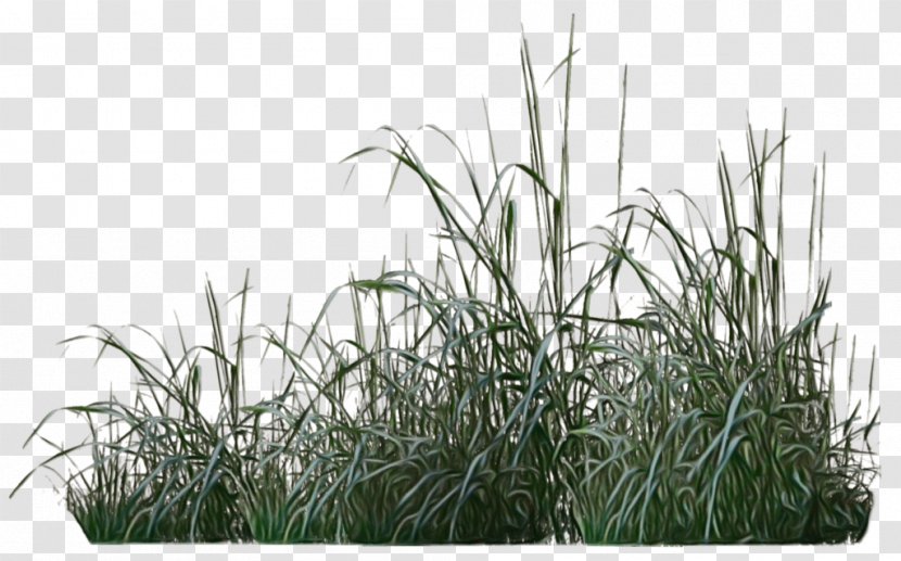 Grass Plant Family Lawn Flower - Grassland Sweet Transparent PNG