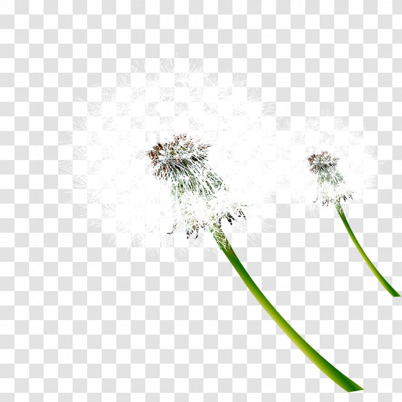 Dandelion Download Plant - Designer - Plants Transparent PNG