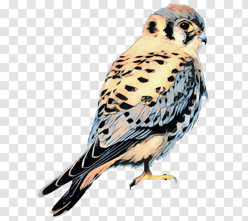 Owl Beak Hawk Feather Fauna - Bird Of Prey Transparent PNG