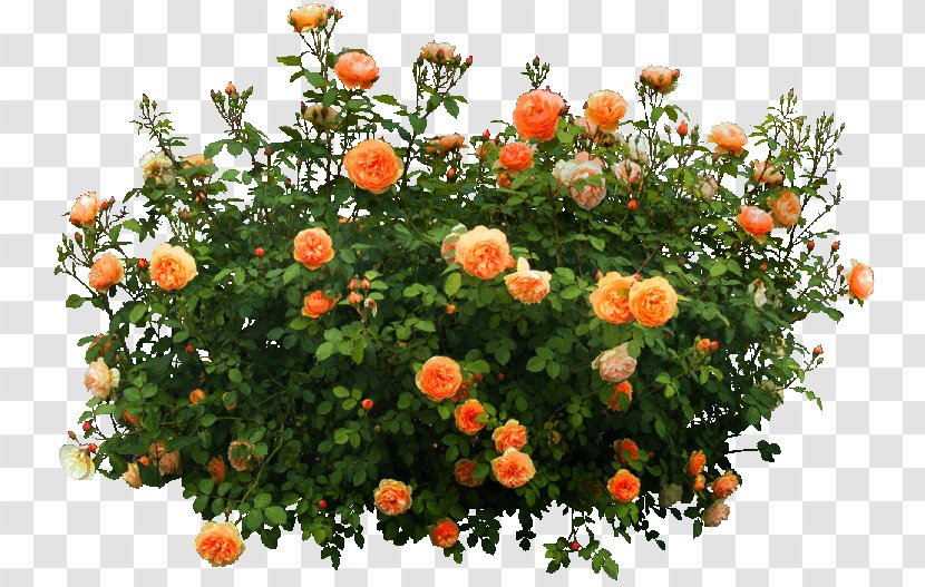 Shrub Flower - Grass - Orange Garden Decoration Pattern Transparent PNG