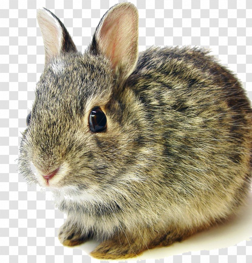 Flemish Giant Rabbit Mini Lop Netherland Dwarf Eastern Cottontail - Rodent - Flower Bunny Transparent PNG