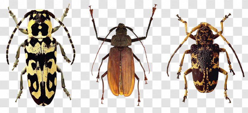 Varied Carpet Beetle Pixabay - Insect Transparent PNG