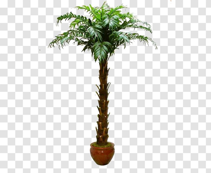 Arecaceae Tree Bonsai Washingtonia Filifera Greening - Palm Transparent PNG