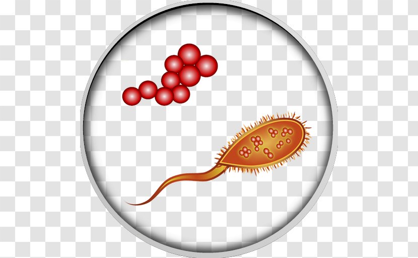 Human Microbiota Gut Flora Flatulence Intestine - Bacteria Transparent PNG