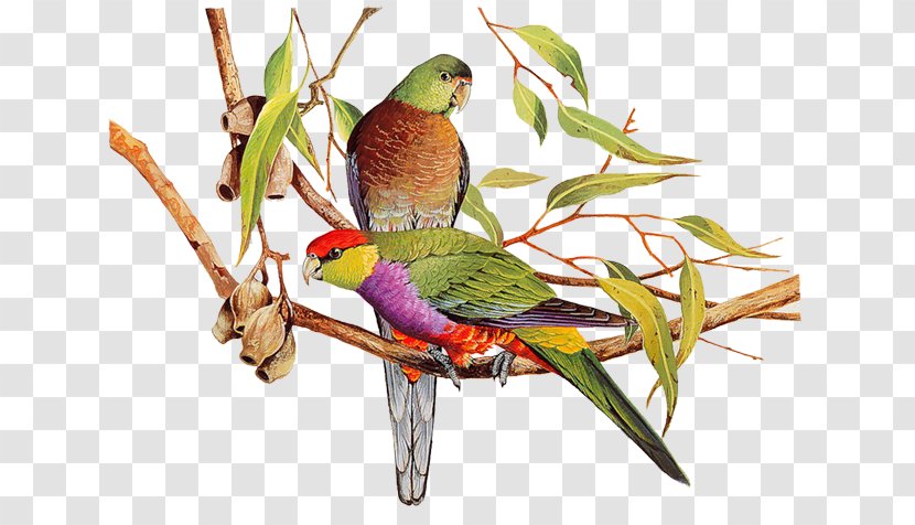 Bird Watercolor Painting Parrot Art - Fauna Transparent PNG