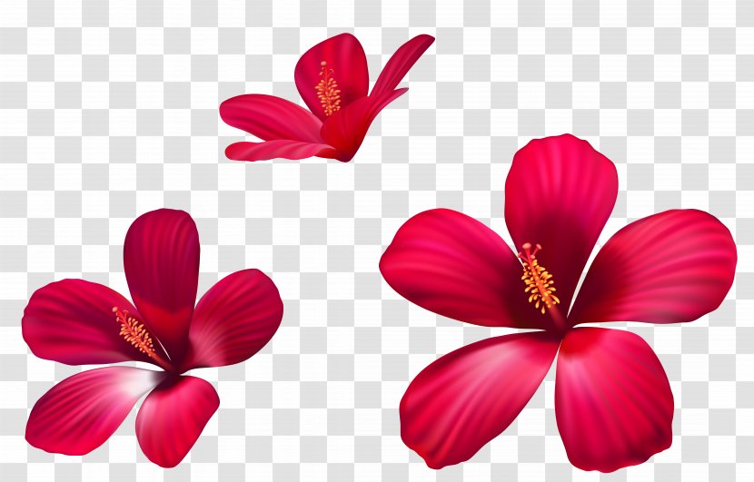 Pink Flowers Clip Art - Herbaceous Plant - Flower Transparent PNG