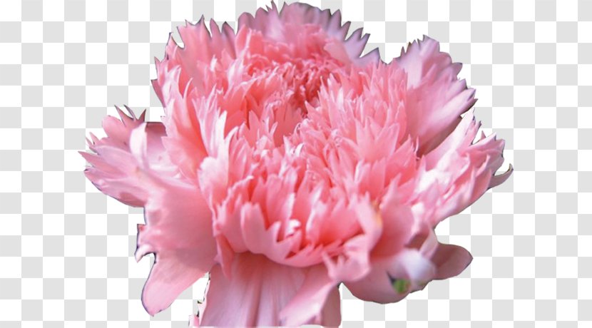 Carnation Cut Flowers Clove - Peony Transparent PNG