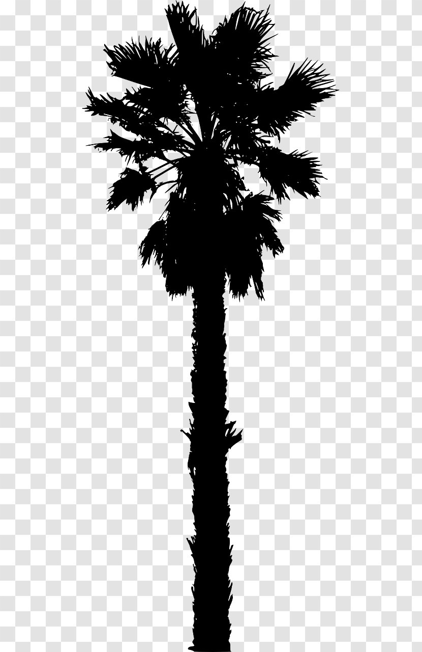 Arecaceae Washingtonia Filifera Tree Clip Art - Branch - Date Palm Transparent PNG