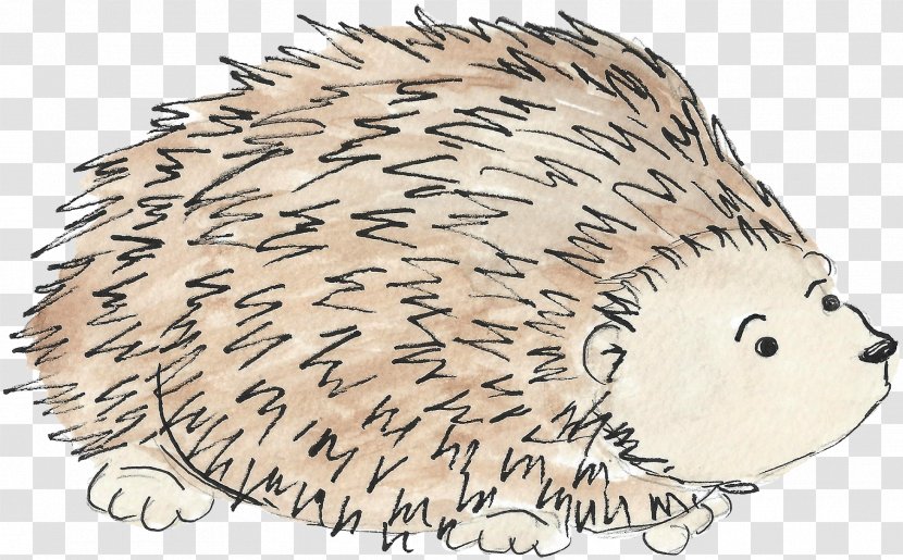 Domesticated Hedgehog Beaver Porcupine Whiskers - Watercolor Transparent PNG