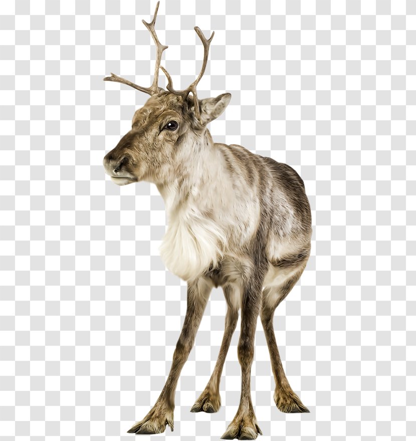 Reindeer Elk White-tailed Deer Clip Art - Horn Transparent PNG