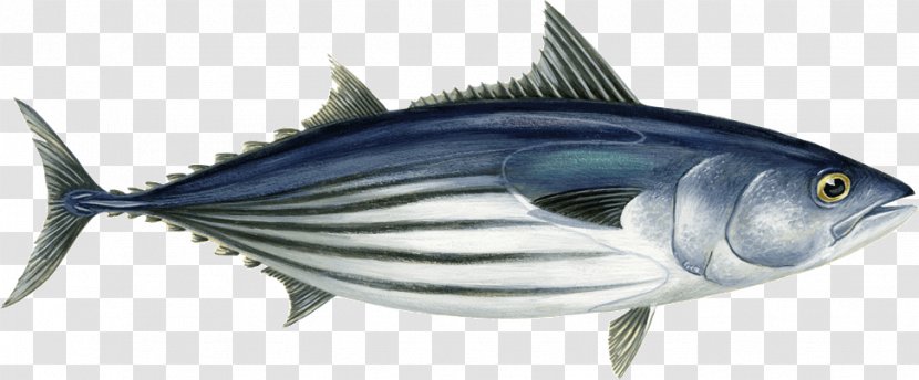 Atlantic Bonito Bigeye Tuna Skipjack Bluefin Scombridae - Chesapeake Blue Crab Transparent PNG