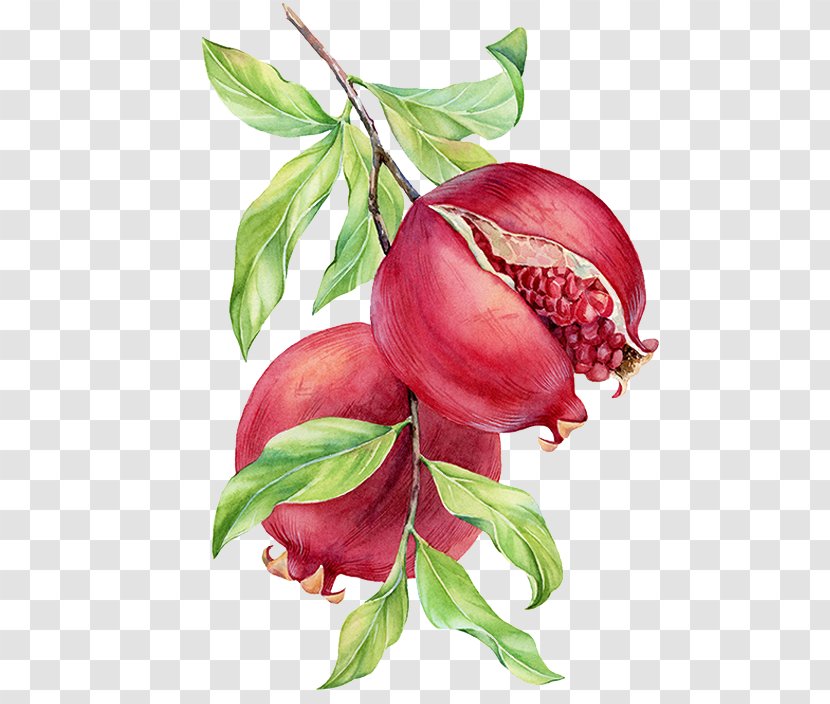 Watercolor Painting Pomegranate Drawing - Auglis - Hand-painted Transparent PNG