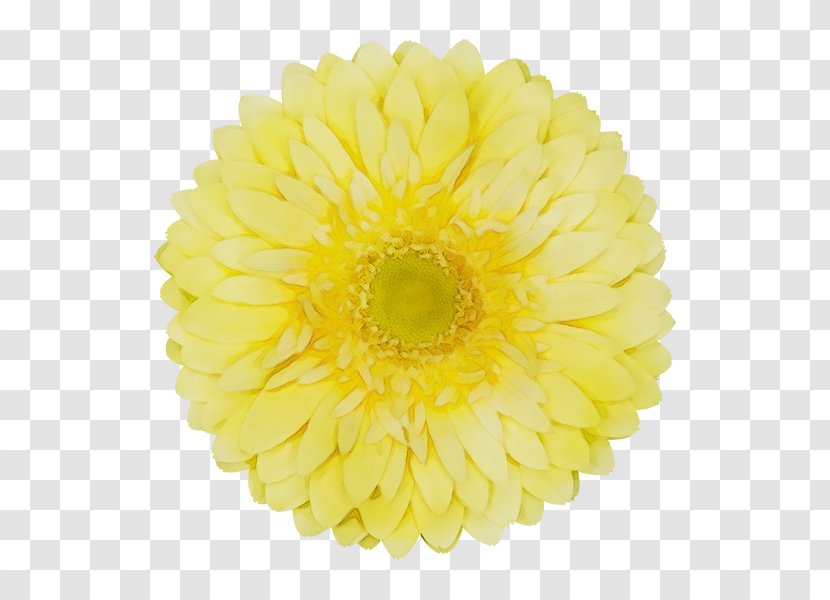 Yellow Gerbera Flower Cut Flowers Petal - Barberton Daisy - Flowering Plant English Marigold Transparent PNG