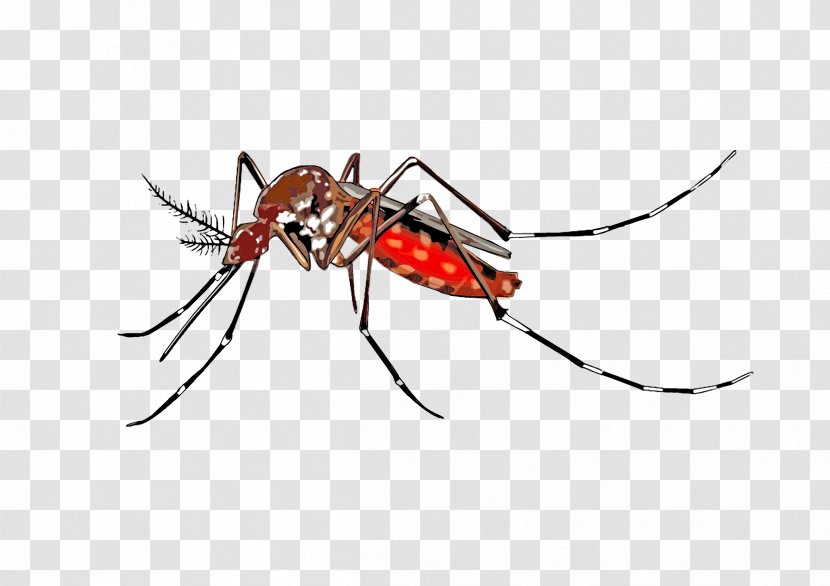Yellow Fever Mosquito Insect Clip Art Transparent PNG