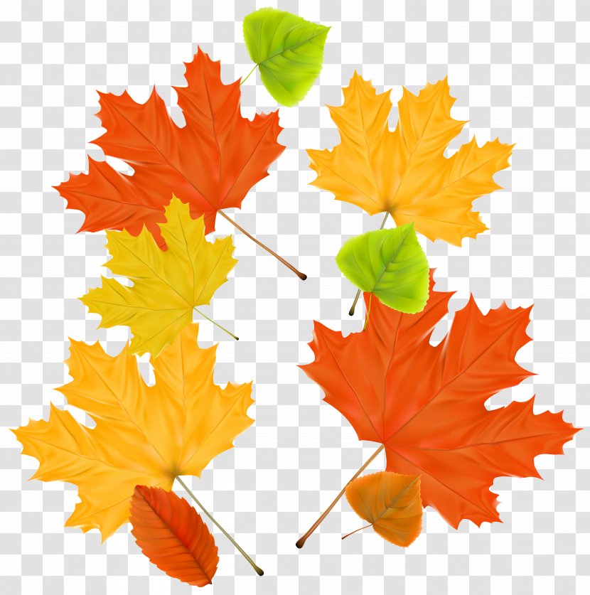 Autumn Leaf Color Maple - Leaves Decor Clipart Image Transparent PNG