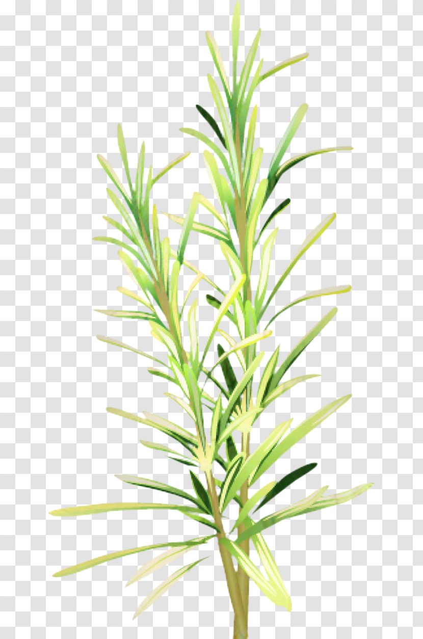 Plant Stem Grasses Leaf Herbalism - Houseplant Transparent PNG