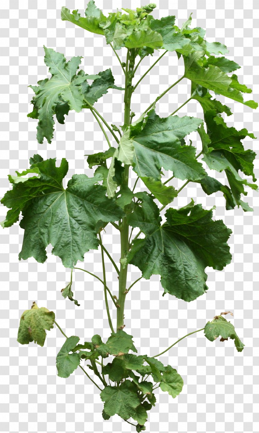 Spring Greens Rapini Common Hop Herb Leaf - Grapevine Family Transparent PNG