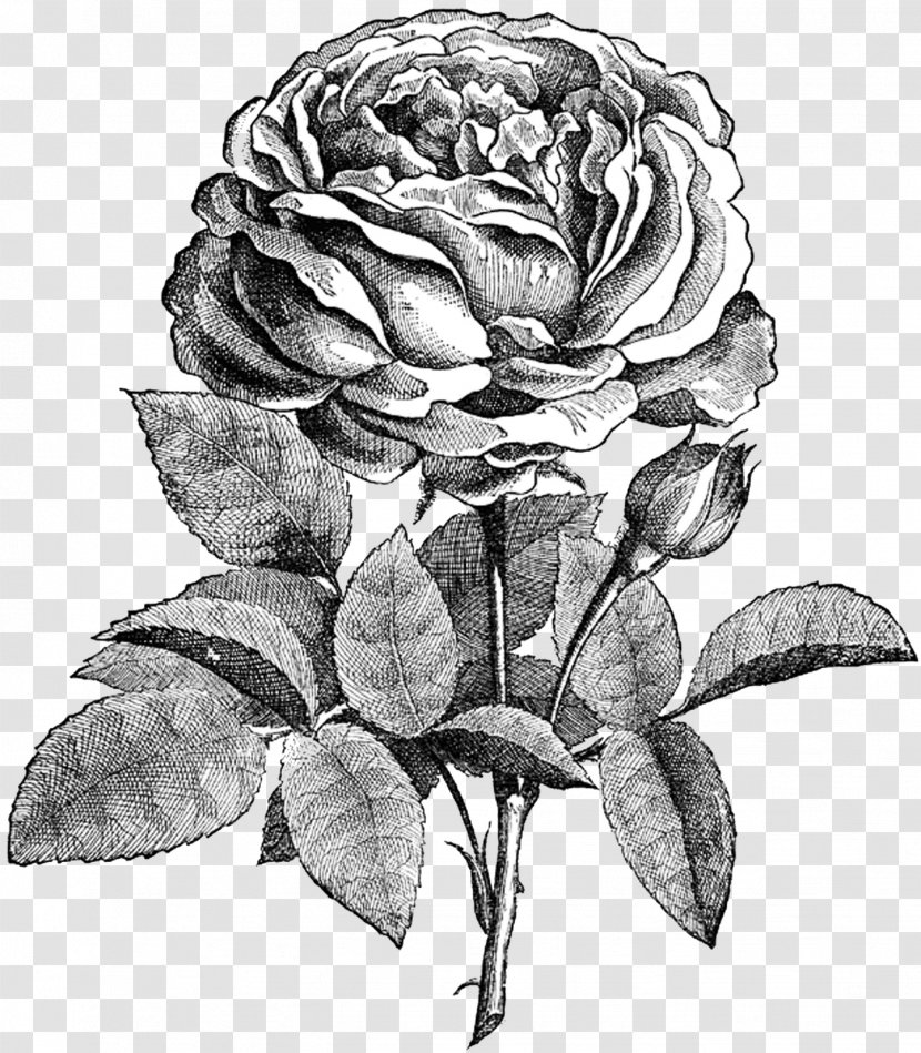 Drawing Flower Rose Sketch - Family Transparent PNG