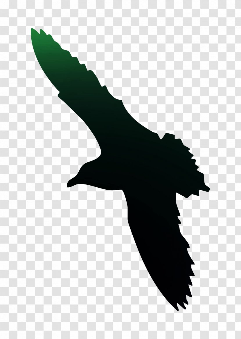 Poster Bird Amazon.com Illustration Lamination - Printing - Vulture Transparent PNG