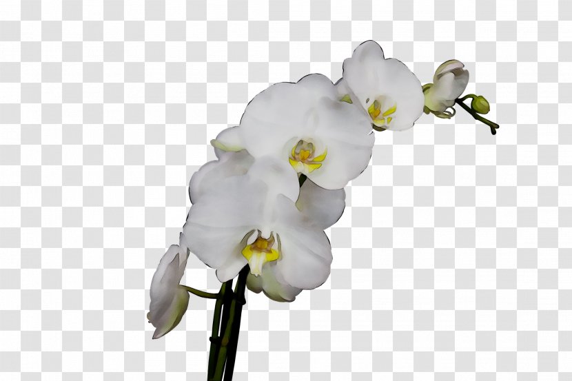 Moth Orchids Cut Flowers Plant Stem - Flowering - Petal Transparent PNG