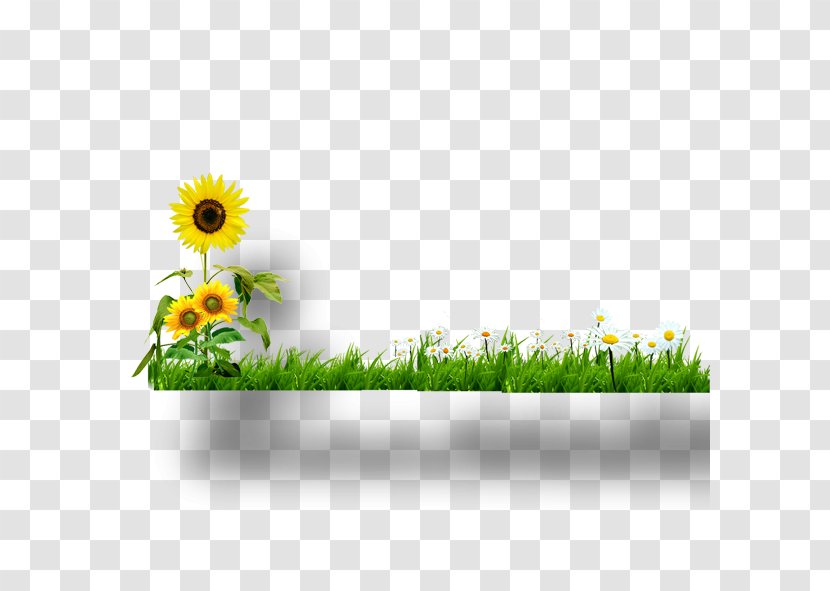 Common Sunflower Yellow - Daisy - Meadow Transparent PNG