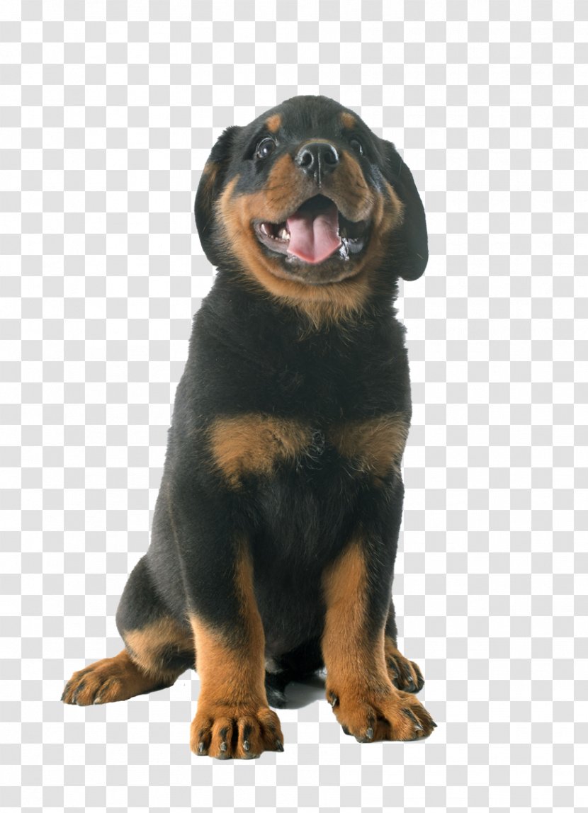 Puppy Rottweiler Jack Russell Terrier Labrador Retriever Photography Transparent PNG