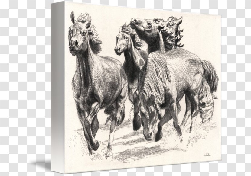 Mustangs At Las Colinas The Of Canvas Print Drawing - Painting - David Blaine Transparent PNG