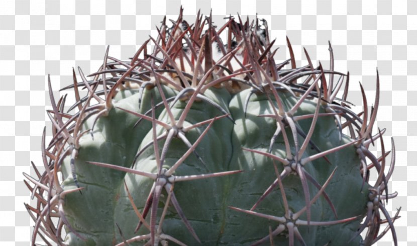Strawberry Hedgehog Cactus Citroën M Thorns, Spines, And Prickles - Flowering Plant Transparent PNG