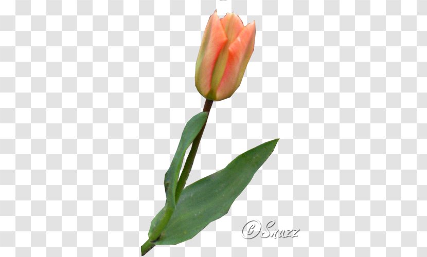 Tulip Petal Plant Stem Bud Transparent PNG