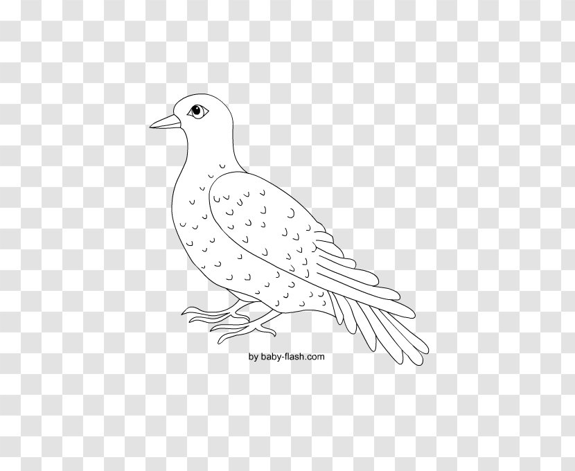 Sketch Beak Columbidae Illustration Fauna - Bird - Colomba Transparent PNG