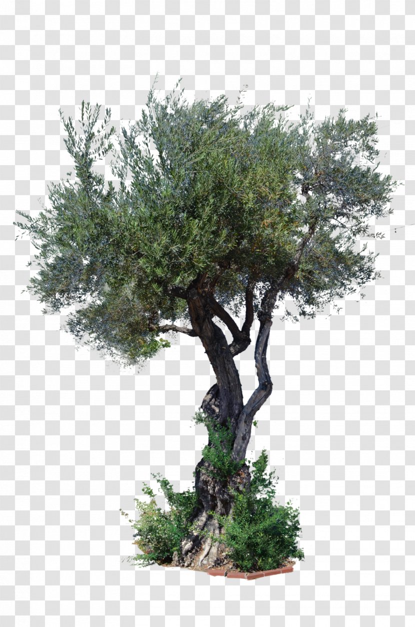 Stock Photography Tree Art - Houseplant - Top View Transparent PNG