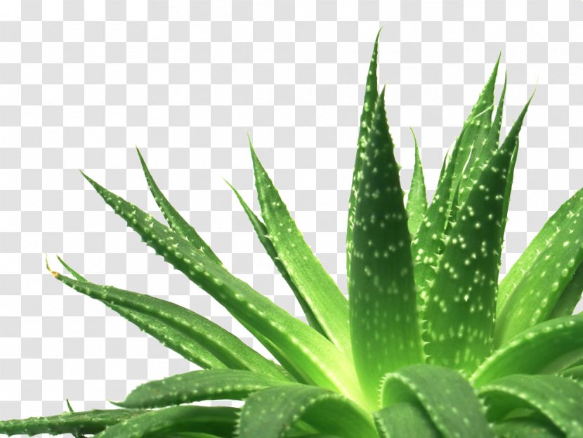Aloe Vera Polyphylla Succulent Plant Gel - Green Transparent PNG