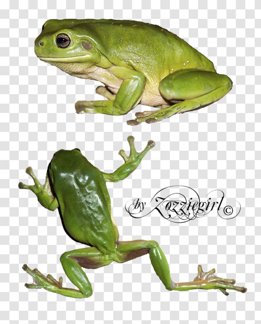 True Frog Tree Toad Terrestrial Animal Transparent PNG