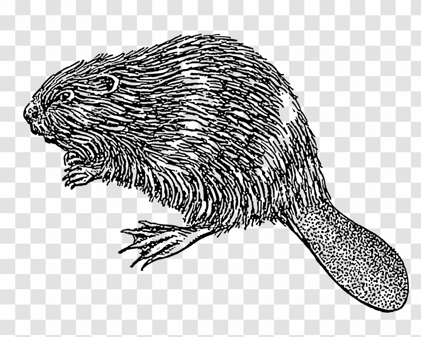 Drawing Clip Art - Beaver Transparent PNG